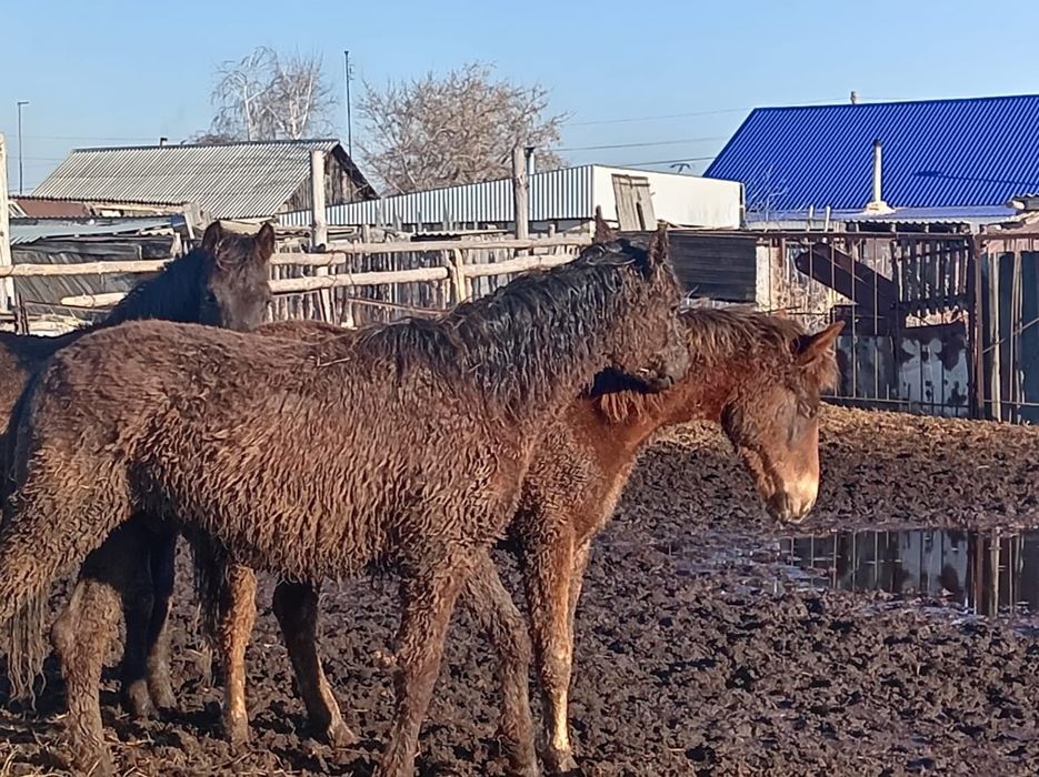 Продам лошадей рядом с городом.