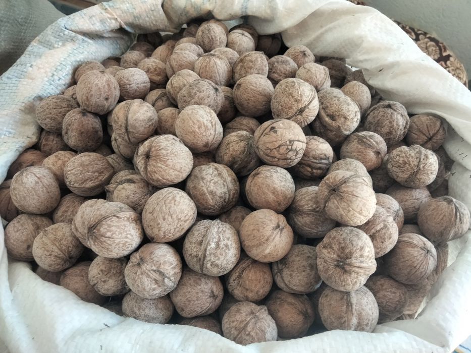 қургак свежи билги