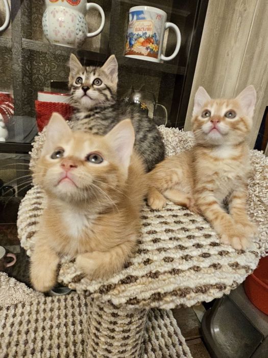 Дарю котят в добрые руки!