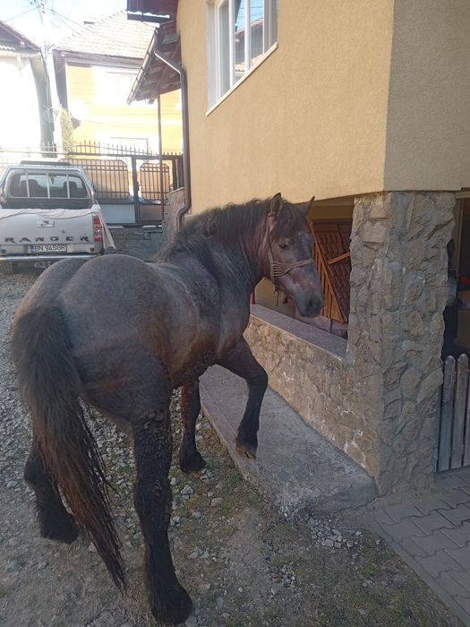 Vând mânz de 2 ani Feldru