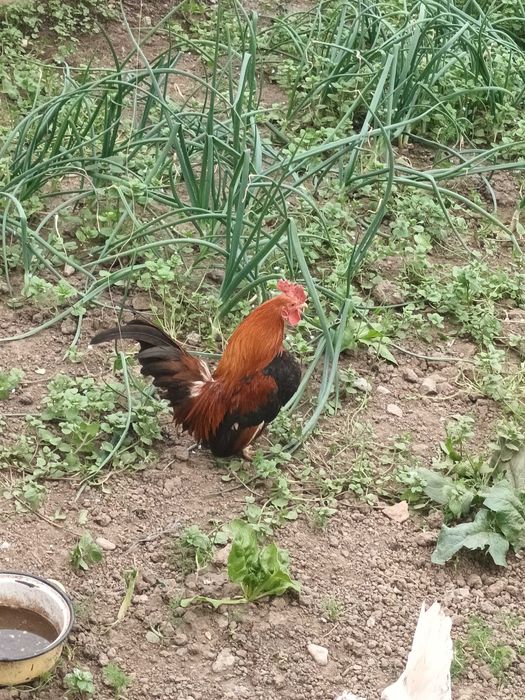Cocoșei pitici de vanzare