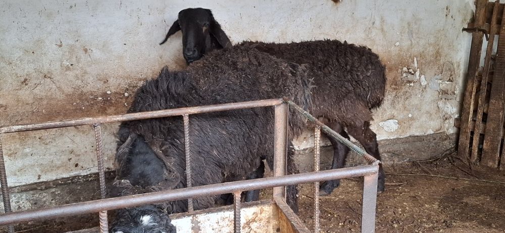 Қошкарлар тез арада сатылады