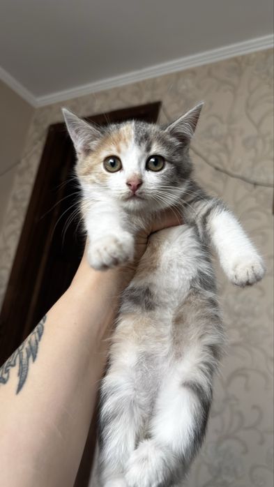 Отдам в добрые руки