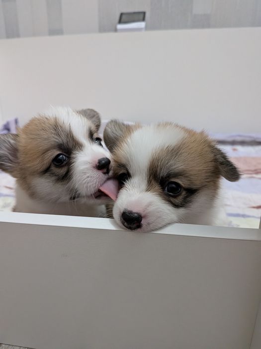 Открыта бронь на щенков корги