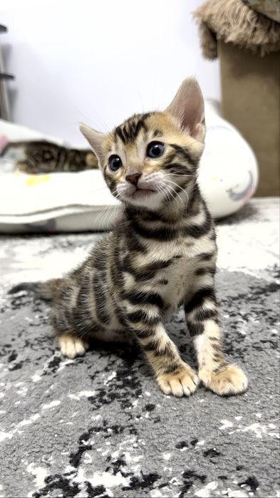 Клубные бенгальские котята