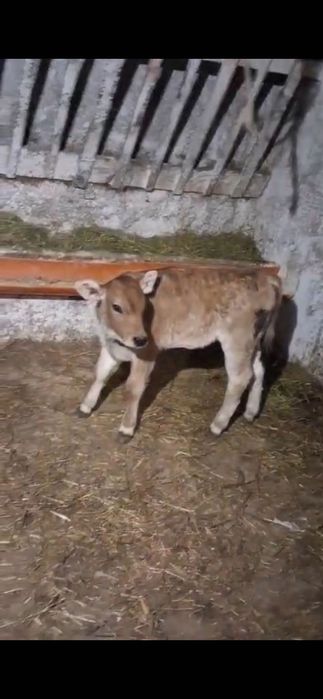 De vânzare trei viței
