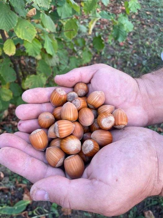 Vând alune de pădure bio din plantație proprie