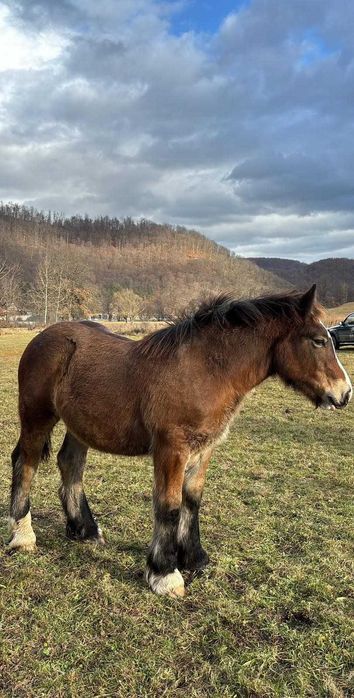 Vând mânz din părinți grei