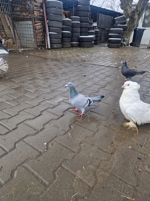 Porumbei  voiajori stil vechi ,