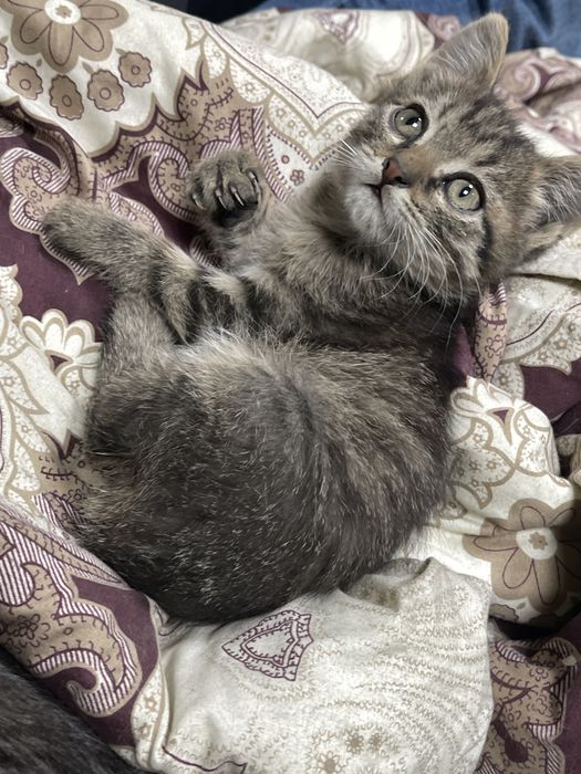 Отдам котят в хорошие руки