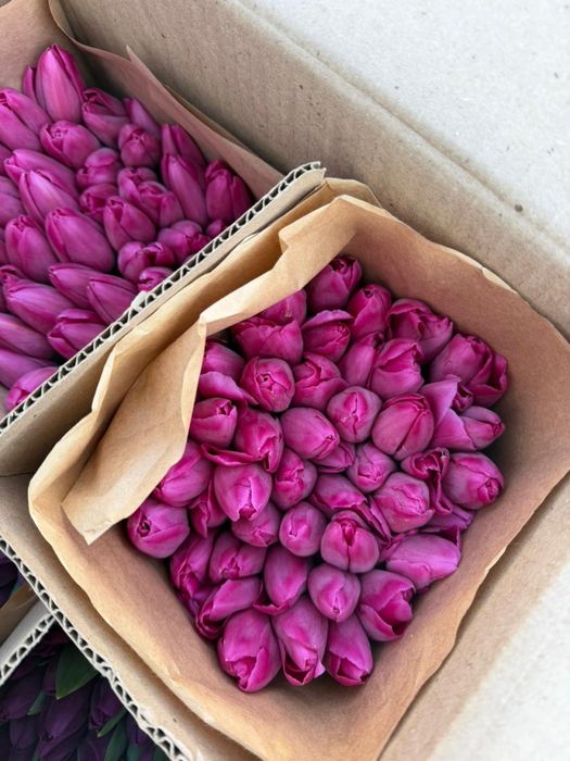 Тюльпаны по 650 тенге