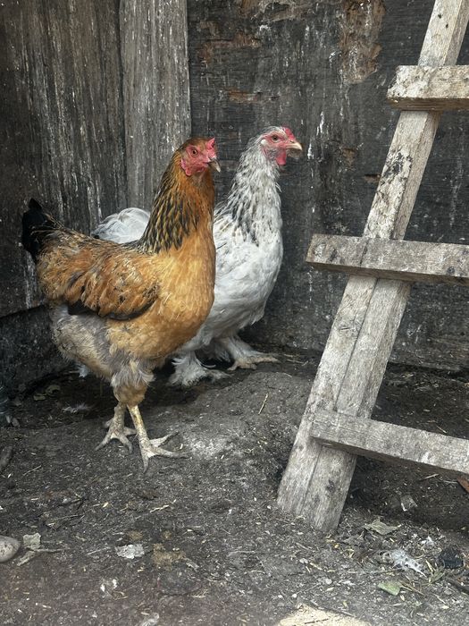 Продам куры пароды брама