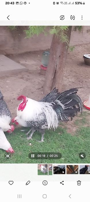 Продам порода брекель