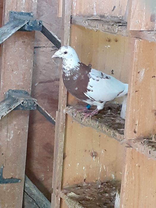 Vand porumbei meulemans