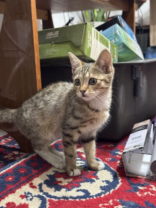 Красивая кошечка