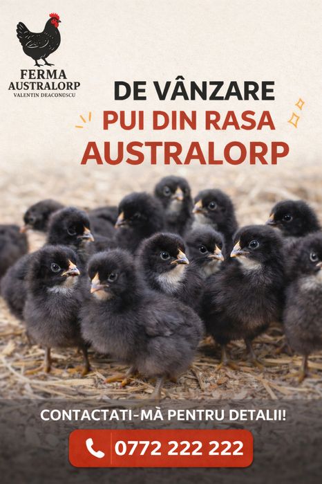 Vand pui gaini cocos australorp
