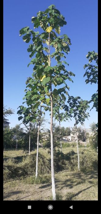 Павловная кучатлари!