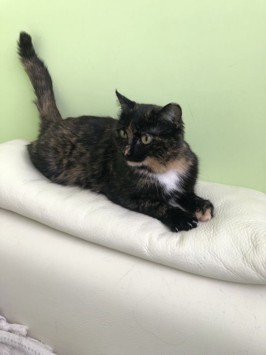 Любимые животные