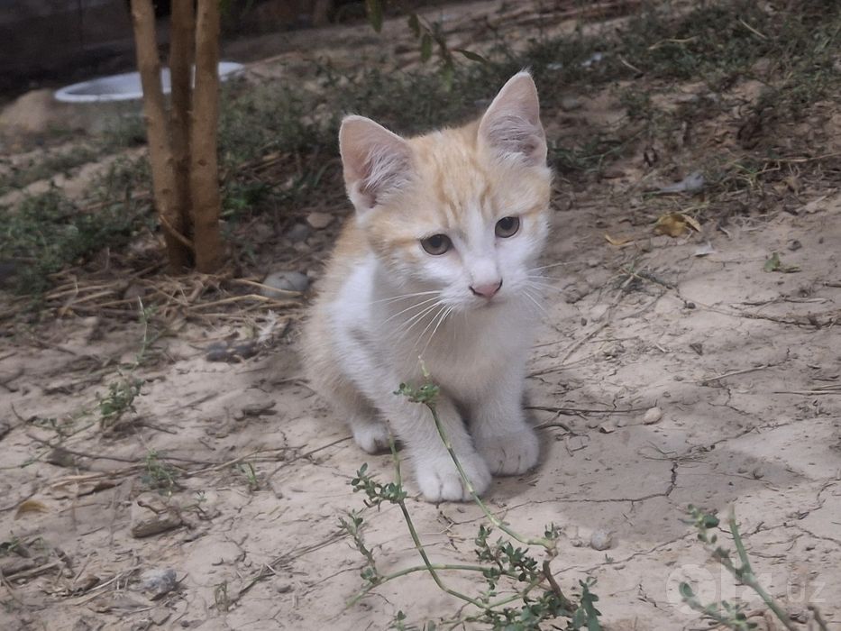Котёнок. без породы, мальчик.