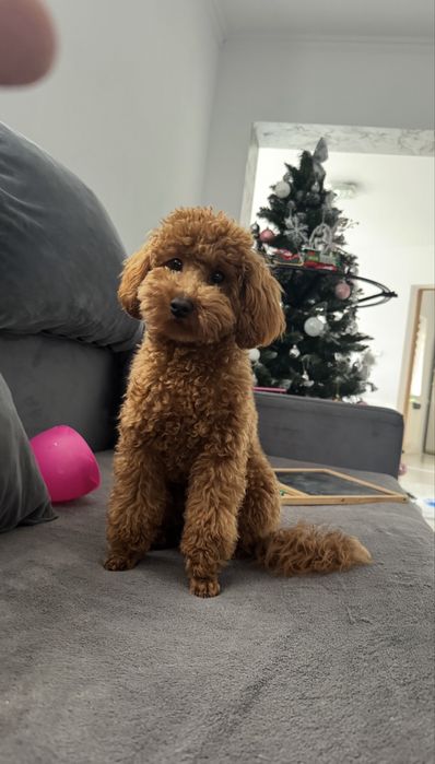 Poodle Caniche color-Fawn/RedBrown/ Pedigree