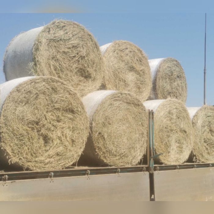 Baloti fan, baloti mari