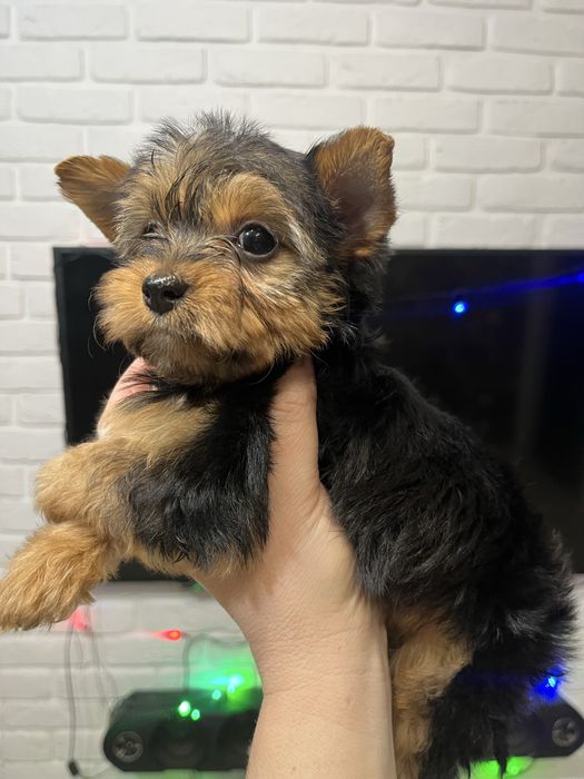 Йорк щенок девочка