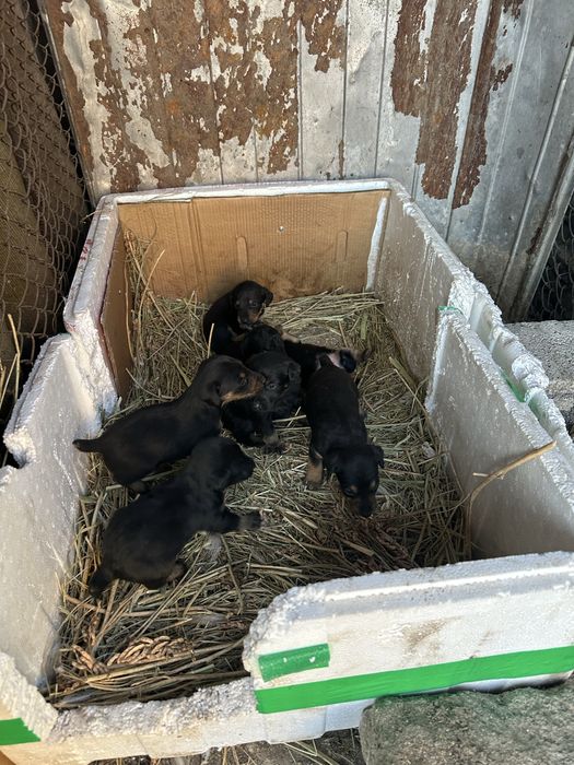 Продам щенков ягдтерьера