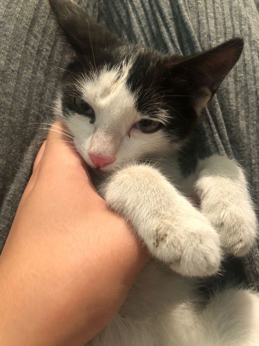 отдам котенка в добрый руки