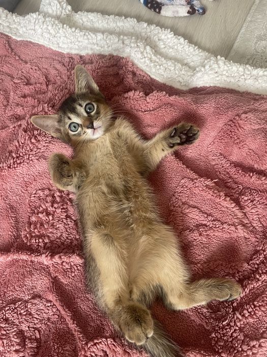 Абисинский котенок