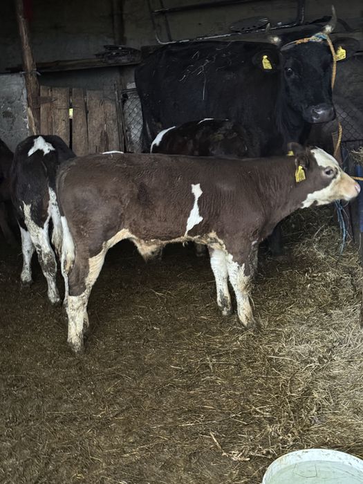 2 vaci la prima fatare   4 vițele si 1 tauras