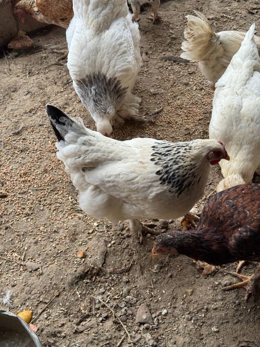 Продам курей