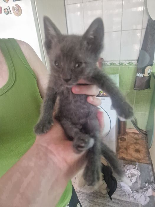 Котёнок серенький