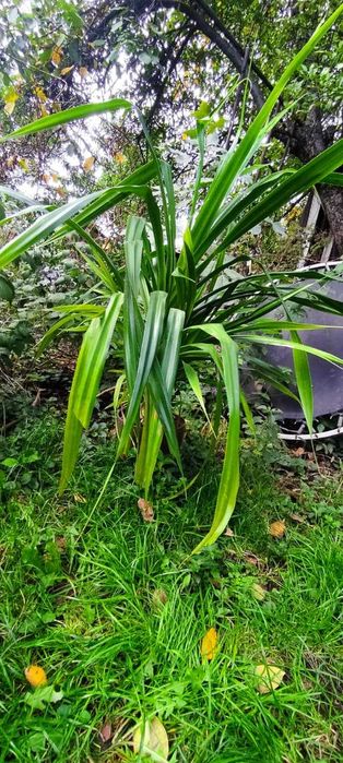 Пальма "Панданус вича"