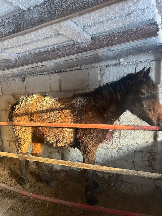 Тай құнан шығар айғыр