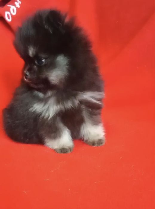 Померанский шпиц, 1,5 мес, Помиранский