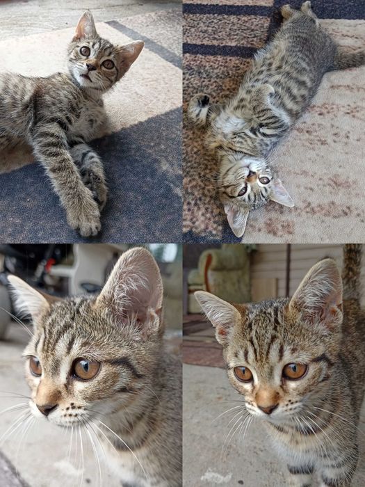 Котята (3 месяца)