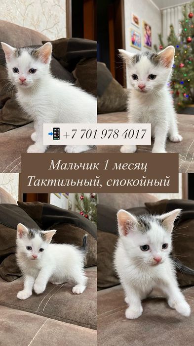 Отдам в хорошие руки