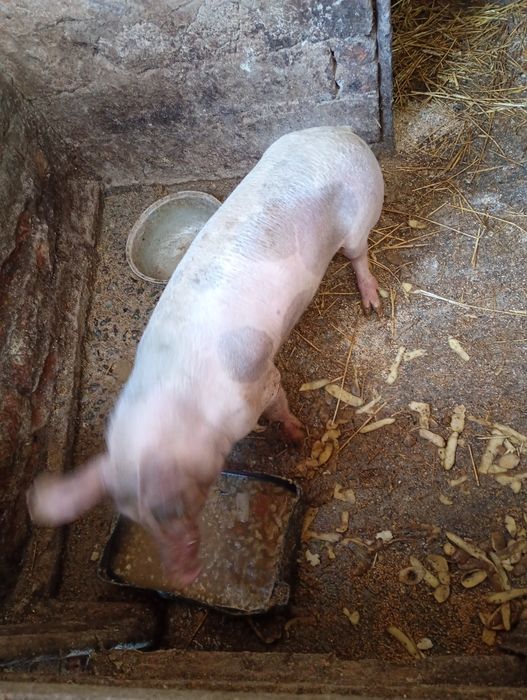 Vând legume  mai multe detalii în privat