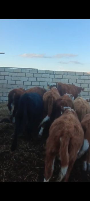 Баспақ қашарлар сатылады