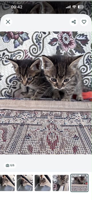 Отдам котят в добрые руки