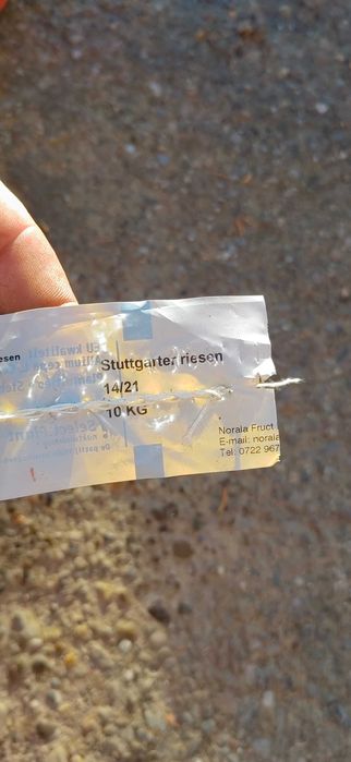 Vand Arpacic Olandez Exstra Calitate