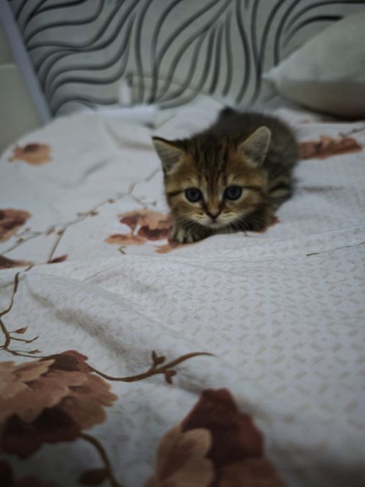 Продлиться котята бретанци