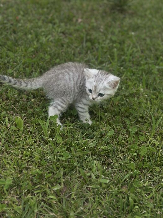 Продаются котята шотландские