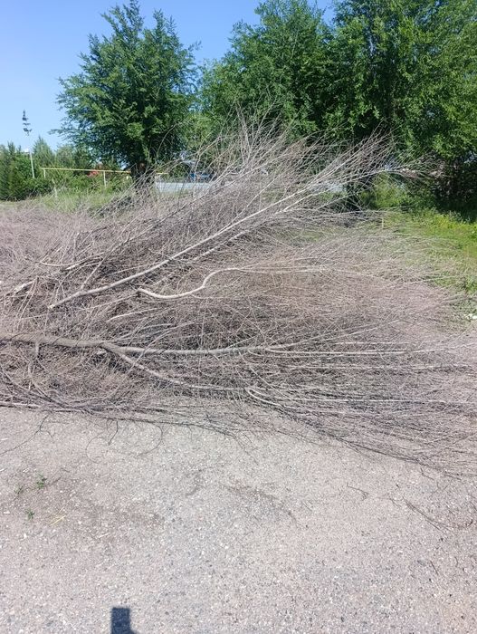 Сухие ветки отдам