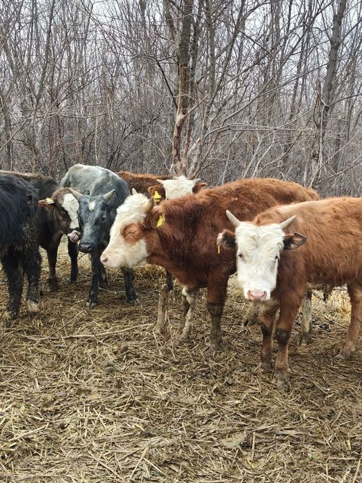 Продам Бычков разных породы