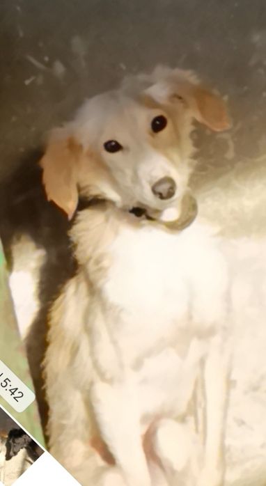 Щенки ищут дом !