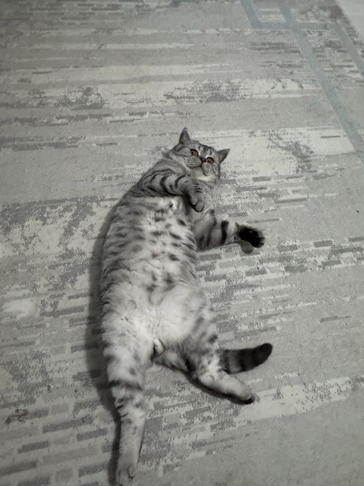 Отдам кота в добрые руки