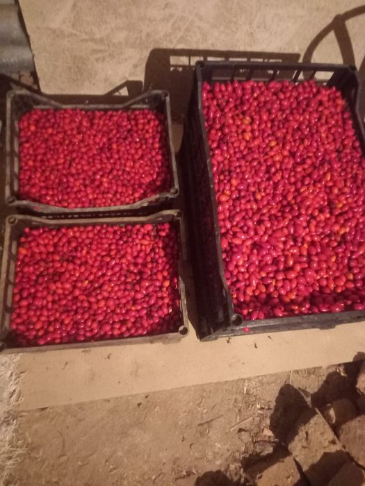 Măceșe proaspăt culese calitate superioară!
Vând măceșe strânse manu