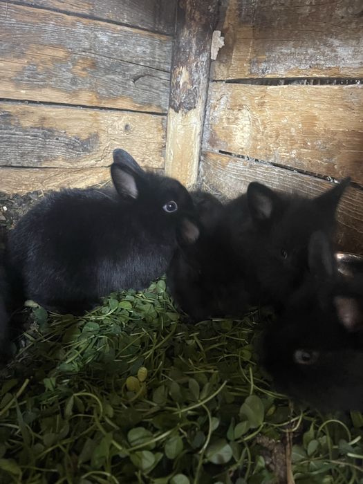 Vand iepurasi pitici