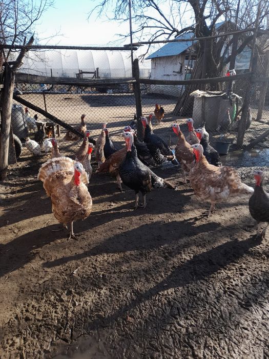 Vând curci și curcani